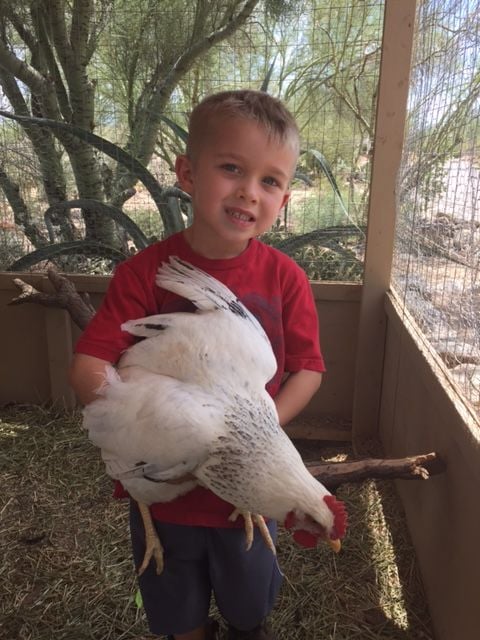 Readers show their chickens